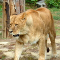 Lvice ze Zlínské zoo