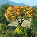 Strom, do podzimního hávu oděný