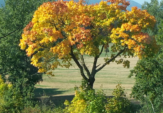 Strom, do podzimního hávu oděný