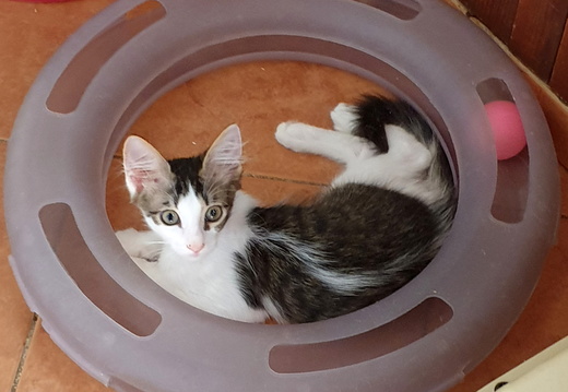 Druhá návštěva našich koťat 20.6.2019